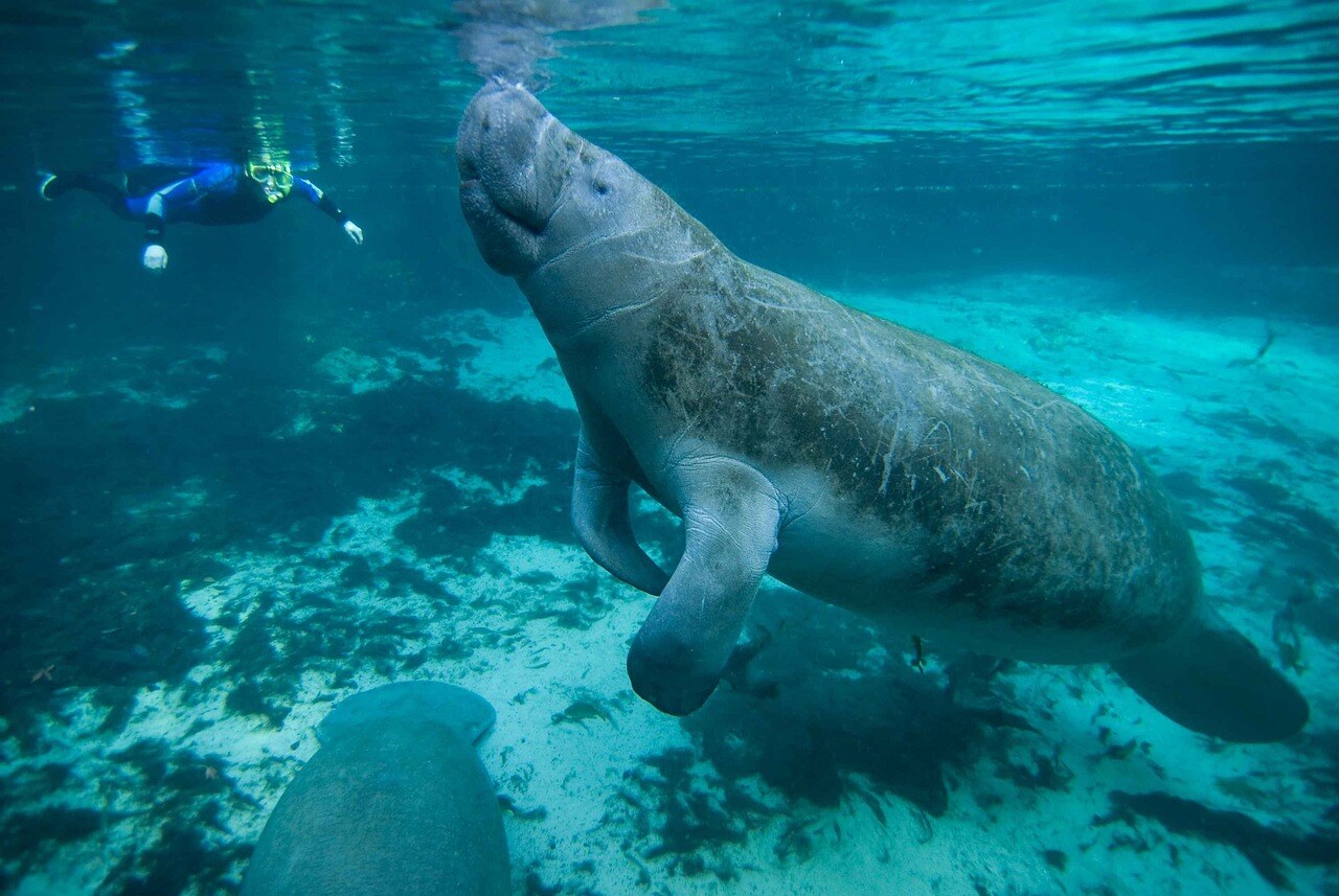 manati